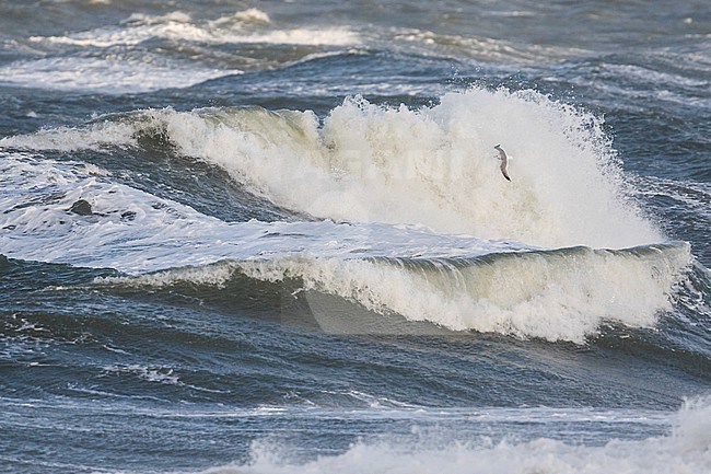 Common Gull - Sturmmöwe - Larus canus canus, Germany, adult stock-image by Agami/Ralph Martin,