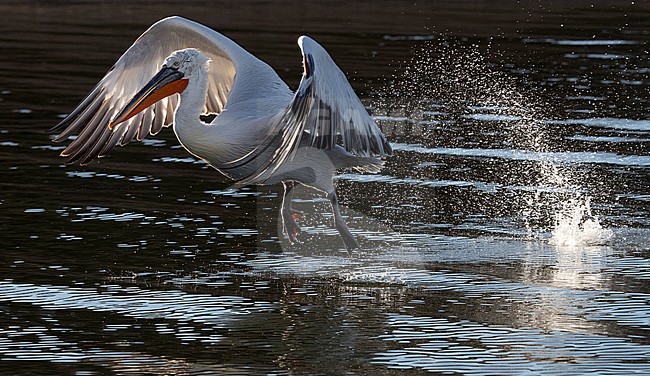 Dalmatian Pelican (Pelecanus crispus) taling off with backlight stock-image by Agami/Marc Guyt,