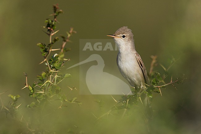 Upchers Warbler - Dornspötter - Hippolais languida, Kyrgyzstan stock-image by Agami/Ralph Martin,