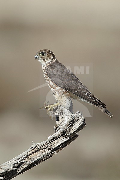 Adult female Taiga Merlin (Falco columbarius columbarius) wintering in Riverside County, California, in November. Perched on a dead branch against a dull brown background. stock-image by Agami/Brian E Small,