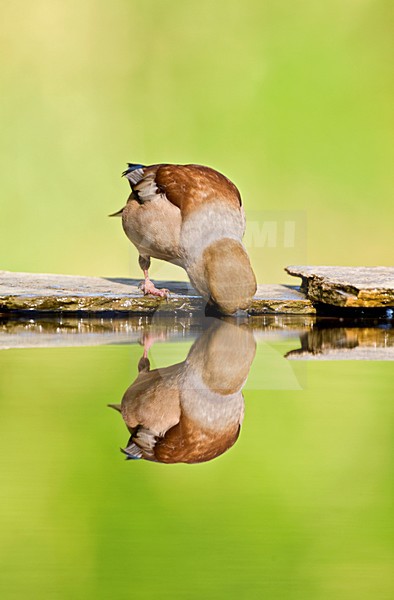 Appelvink bij drinkplaats; Hawfinch at drinking site stock-image by Agami/Marc Guyt,