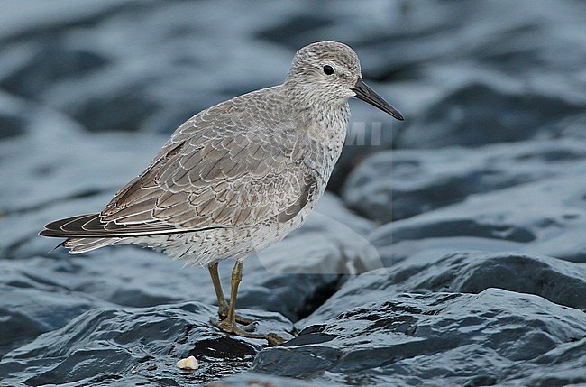 Red Knot (Calidris canutus), first winter standing at the coast of the Waddensea, seen from the side. stock-image by Agami/Fred Visscher,