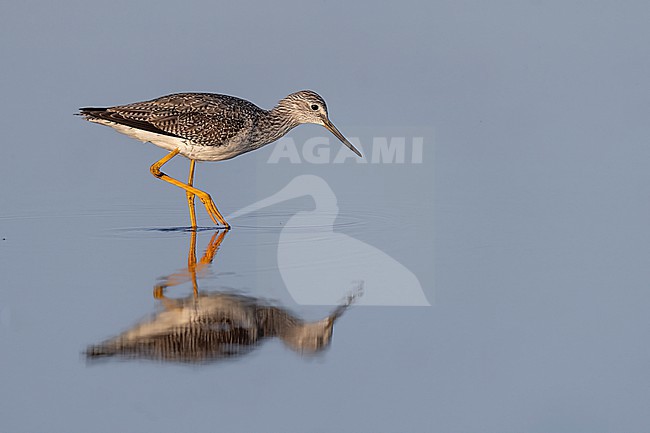 Greater Yellowlegs (Tringa melanoleuca) walking in blue water in Florida USA. stock-image by Agami/Marcel Burkhardt,