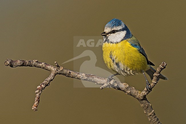 Pimpelmees, Blue Tit stock-image by Agami/Alain Ghignone,