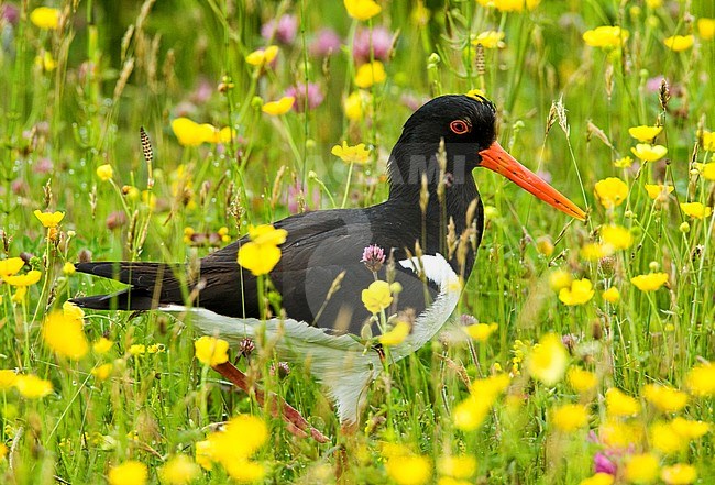 Adult Eurasian Oystercatcher (Haematopus ostralegus) standing in a spring meadow with beautiful flowers on Texel in the Netherlands. stock-image by Agami/Roy de Haas,