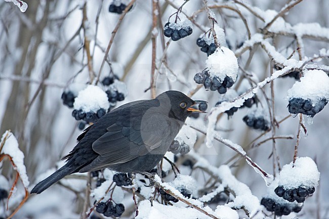 Common Blackbird male perched in snow covered branches eating; Merel man zittend op besneeuwde takken stock-image by Agami/Markus Varesvuo,