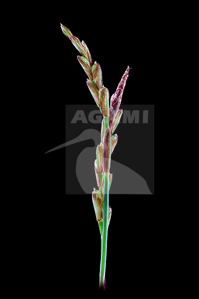 Fingered Sedge, Carex digitata stock-image by Agami/Wil Leurs,