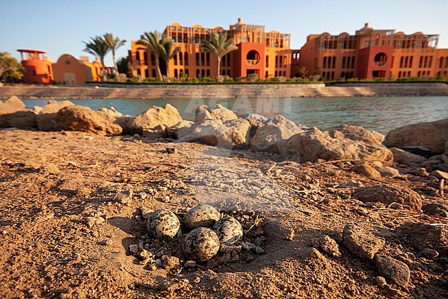 Nest with several eggs of Spur-wingend Lapwing (Vanellus spinosus) situated on the golf course of the Steigenberger hotel complex in Egypt. stock-image by Agami/Edwin Winkel,