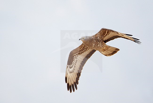 Volwassen Wespendief in de vlucht; Adult European Honey Buzzard in flight stock-image by Agami/Markus Varesvuo,