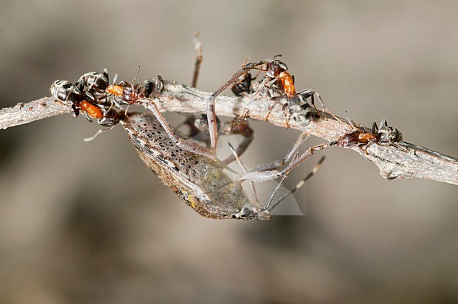 Bosmieren met prooi, Wood ants with prey stock-image by Agami/Rob de Jong,