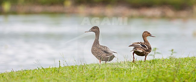 HawaÃ¯-eend; Hawaiian Duck stock-image by Agami/Martijn Verdoes,