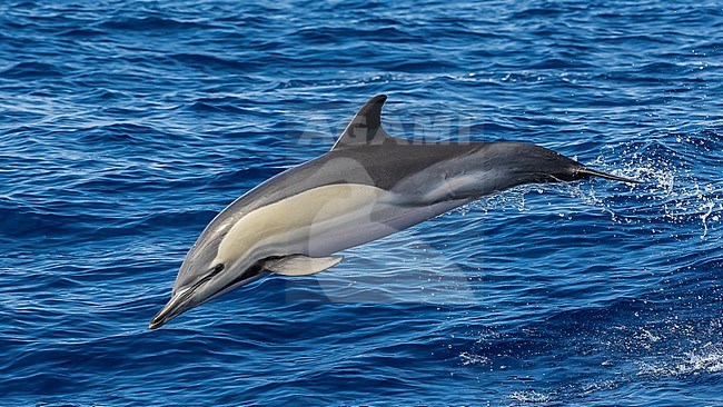 Short-beaked Common Dolphin (Delphinus delphis) jumping at sea off Corvo, Azores, Portugal. stock-image by Agami/Vincent Legrand,