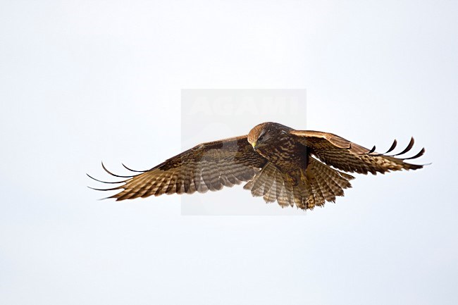 Buizerd in de vlucht; Common Buzzard in flight stock-image by Agami/Wim Wilmers,