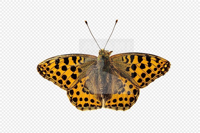 Queen of Spain Fritillary, Kleine parelmoervlinder, Issoria lathonia stock-image by Agami/Wil Leurs,