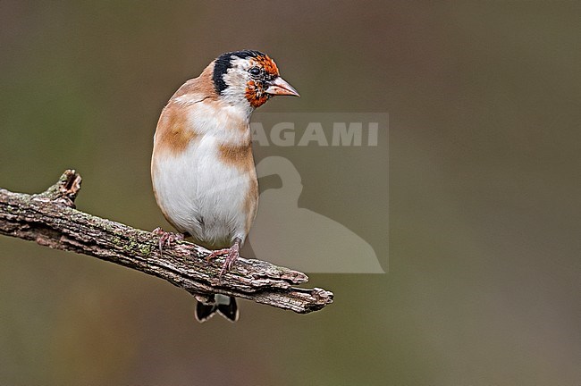 European Goldfinch, Putter stock-image by Agami/Alain Ghignone,