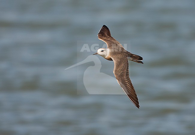  stock-image by Agami/Jari Peltomäki,