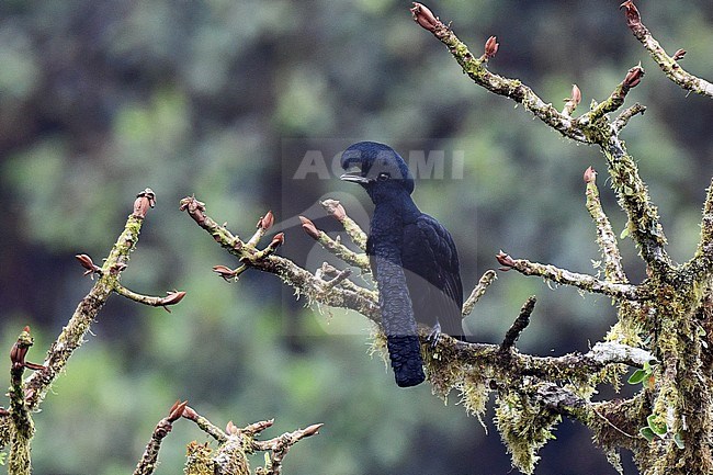 Adult male Long-wattled Umbrellabird (Cephalopterus penduliger) perched in a tree at its lek on the west andean slope of Ecuador. stock-image by Agami/Laurens Steijn,