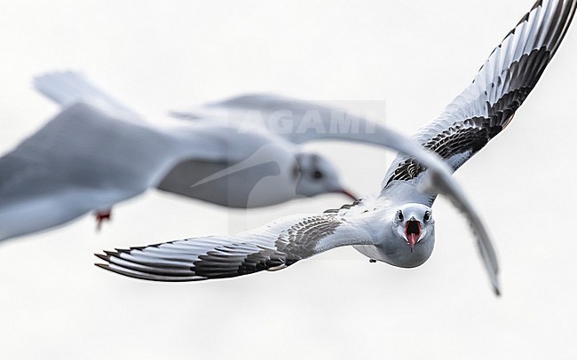 1st winter Ross's Gull flying over Vlissingen, Zeeland, The Netherlands stock-image by Agami/Vincent Legrand,