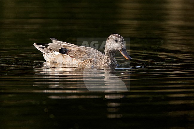Male Gadwall (Mareca strepera) in eclipse plumage. Swimming in a lake in the Netherlands. stock-image by Agami/Harvey van Diek,