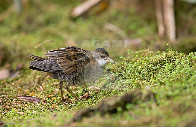 Juvenile Little Crake, Porzana parva. stock-image by Agami/Kris de Rouck,