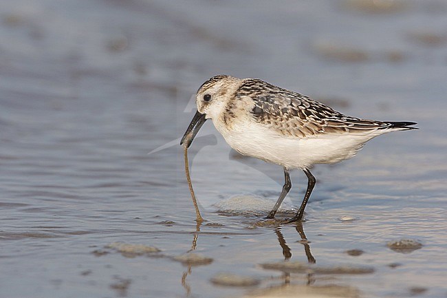 Drieteenstrandloper, Sanderling, Calidris alba stock-image by Agami/Arie Ouwerkerk,