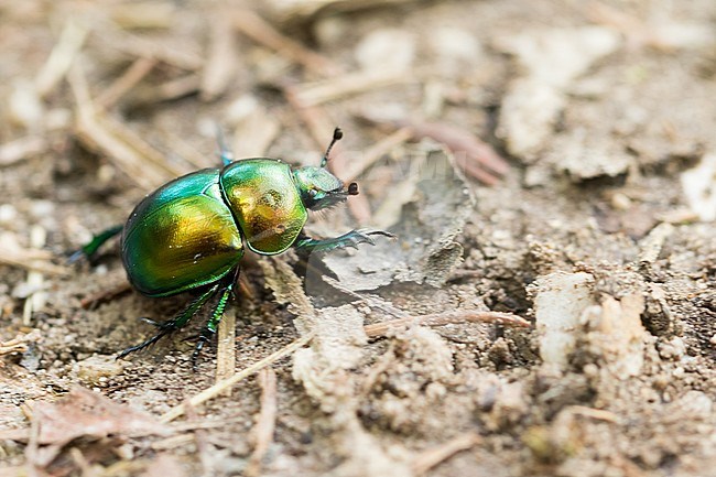 Geotrupes vernalis - Dor beetle - Frühlingsmistkäfer, Slovenia, imago stock-image by Agami/Ralph Martin,