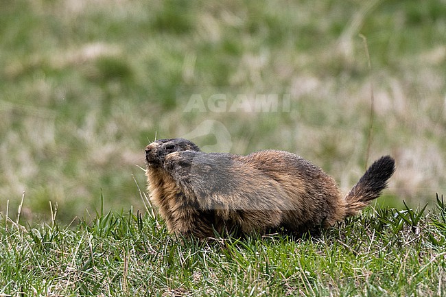 Two alpine marmots, Marmota marmota, on grass. Aosta, Val Savarenche, Gran Paradiso National Park, Italy. stock-image by Agami/Sergio Pitamitz,