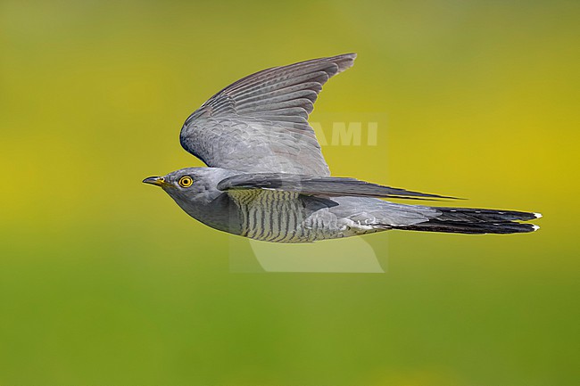 Common Cuckoo (Cuculus canorus) in Italy. stock-image by Agami/Daniele Occhiato,