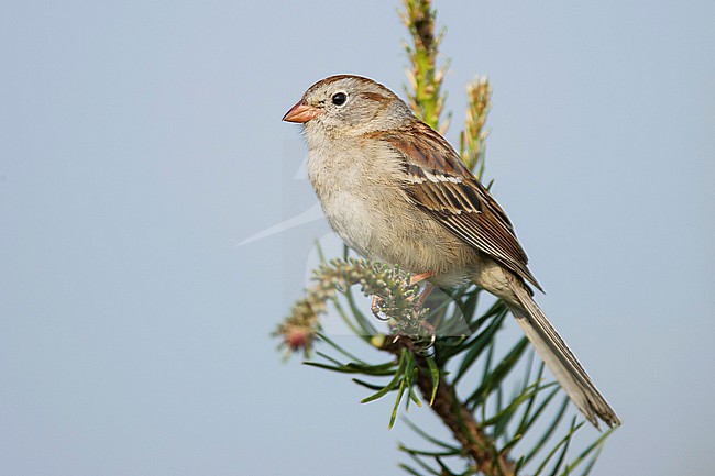 Adult
Ogemaw Co., MI
May 2007 stock-image by Agami/Brian E Small,