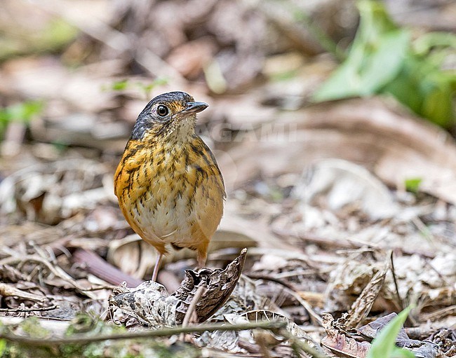 Thicket Antpitta (Myrmothera dives) in Costa Rica. stock-image by Agami/Pete Morris,