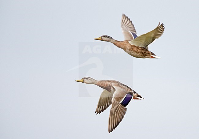 Wilde Eend mannetjes in eclipskleed, Mallard males in eclips stock-image by Agami/Markus Varesvuo,