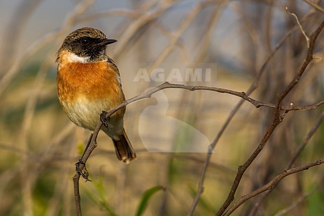Roodborsttapuit, European Stonechat, Saxicola torquata stock-image by Agami/Daniele Occhiato,