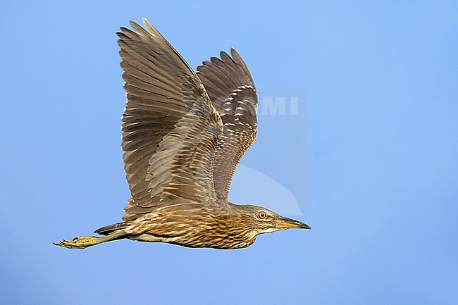 Immature Black-crowned Night Heron, Nycticorax nycticorax, in Italy. stock-image by Agami/Daniele Occhiato,