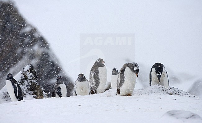 Gentoo Penguin group standing in the snow; EzelspinguÃ¯n groep staand in de sneeuw stock-image by Agami/Marc Guyt,