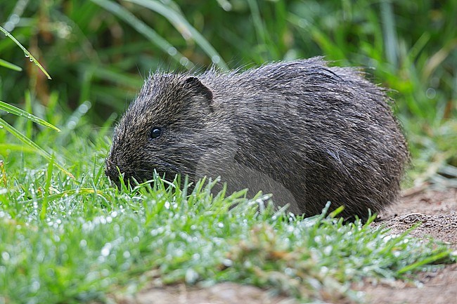 Brazilian Guinea Pig (Cavia aperea) at La Conejera, Bogota, Colombia.  The Guinea Pigs around Bogotá, Colombia are sometimes classified as the Brazilian Guinea Pig, a feral species, or a true species, Cavia anolaimae.  The first seems the most common. stock-image by Agami/Tom Friedel,