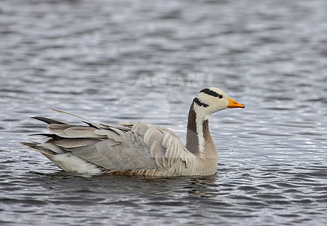 Zwemmende Indische Gans; Swimming Bar-headed Goose stock-image by Agami/Markus Varesvuo,