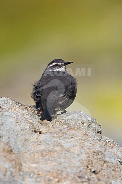 Grijsbuikwipstaart zittend op een rots; Dark-bellied Cinclodes perched on a rock stock-image by Agami/Marc Guyt,