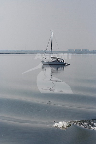 Sailing boat at Lauwersoog, Wadden Sea, Netherlands stock-image by Agami/Bas Haasnoot,