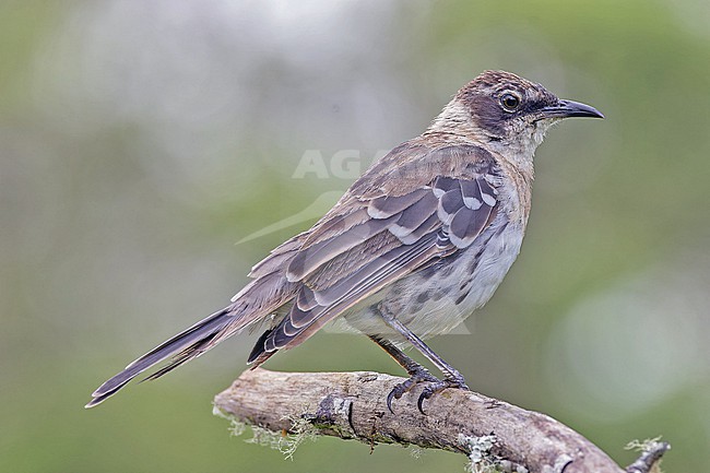 Galapagos Mockingbird, Mimus parvulus, on the Galapagos Islands, part of the Republic of Ecuador. stock-image by Agami/Pete Morris,