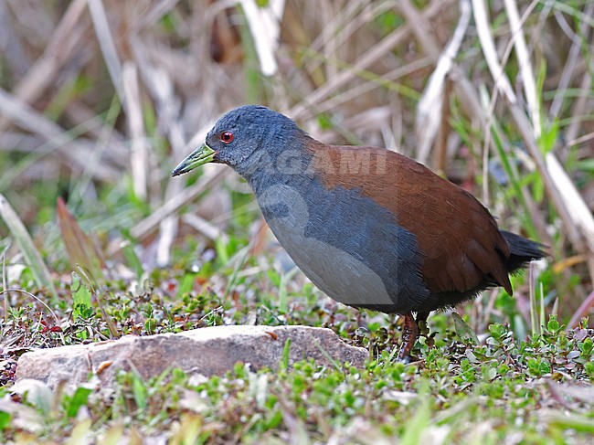 Tweekleurig Porseleinhoen in moeras, Black-tailed Crake in marsh stock-image by Agami/Alex Vargas,