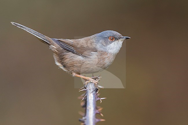 Female Sardinian Warbler (Sylvia melanocephala) perched in low scrub in Italy. stock-image by Agami/Daniele Occhiato,