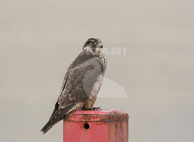 Onvolwassen Slechtvalk ziitend op een paal op het strand van Terschelling; Immature Peregrine Falcon (Falco peregrinus) perched on a pole on a Dutch beach stock-image by Agami/Arie Ouwerkerk,