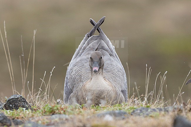 Pink-footed Goose (Anser brachyrhynchus), adult female sitting on the nest, Northwestern Region, Iceland stock-image by Agami/Saverio Gatto,