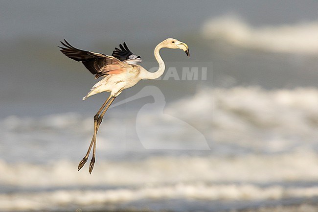 Greater Flamingo (Phoenicopterus roseus), side view of a juvenile in flight, Campania, Italy stock-image by Agami/Saverio Gatto,
