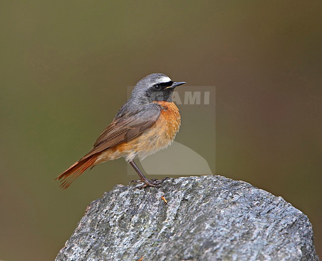 Mannetje Gekraagde Roodstaart zingend; Male Common Redstart singing stock-image by Agami/Markus Varesvuo,
