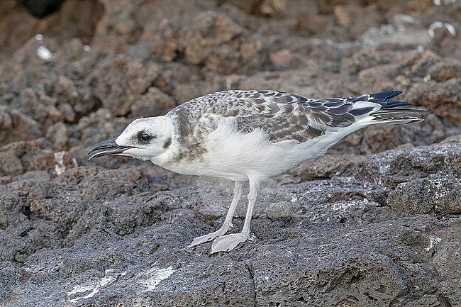 Immature Swallow-tailed gull (Creagrus furcatus) on the Galapagos Islands, part of the Republic of Ecuador. stock-image by Agami/Pete Morris,