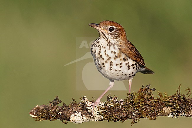 Amerikaanse Boslijster, Wood Thrush, Hylocichla mustelina (Texas) stock-image by Agami/Brian E Small,