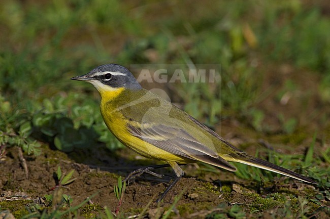 Mannetje Gele kwikstaart; Male Yellow Wagtail stock-image by Agami/Daniele Occhiato,