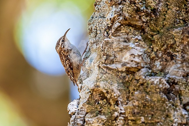 Adult African Short-toed Tree-Creeper (Certhia brachydactyla mauritanica) climbing on a tree in Kabylia, Algeria. stock-image by Agami/Vincent Legrand,
