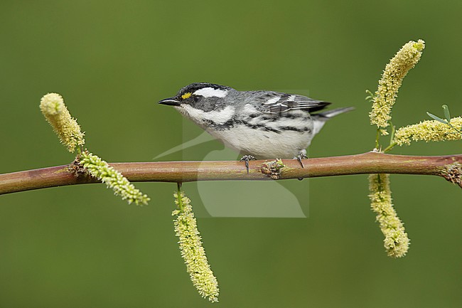 Adult female Black-throated gray warbler (Setophaga nigrescens)
Riverside Co., California
April 2017 stock-image by Agami/Brian E Small,